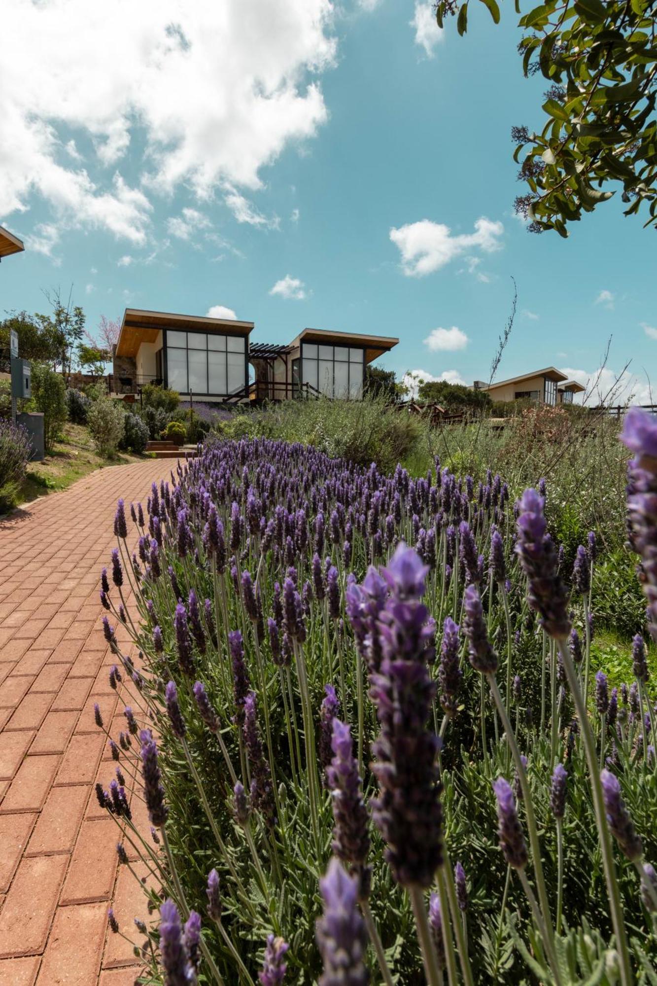 Contemplacion Resort & Spa Valle de Guadalupe Exterior photo